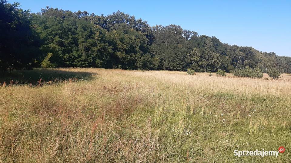 Działka budowlana 2900m2 park las Naroczyce