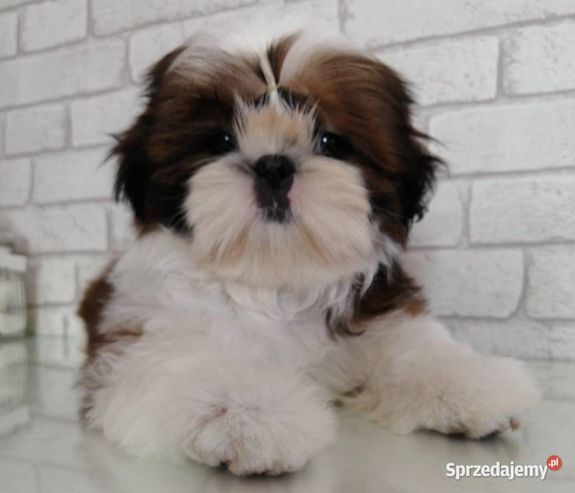 Shih tzu śliczne szczenięta lubelskie Komarówka Podlaska