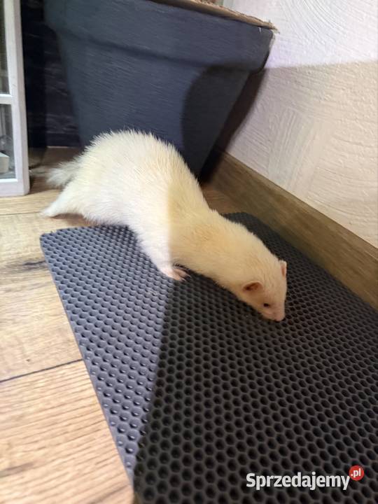 Fretka samiczka albino Szczyrzyc