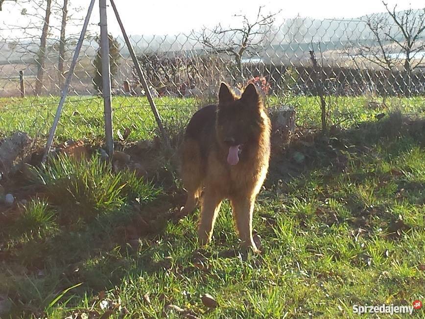 Roczny owczarek niemiecki długowłosy