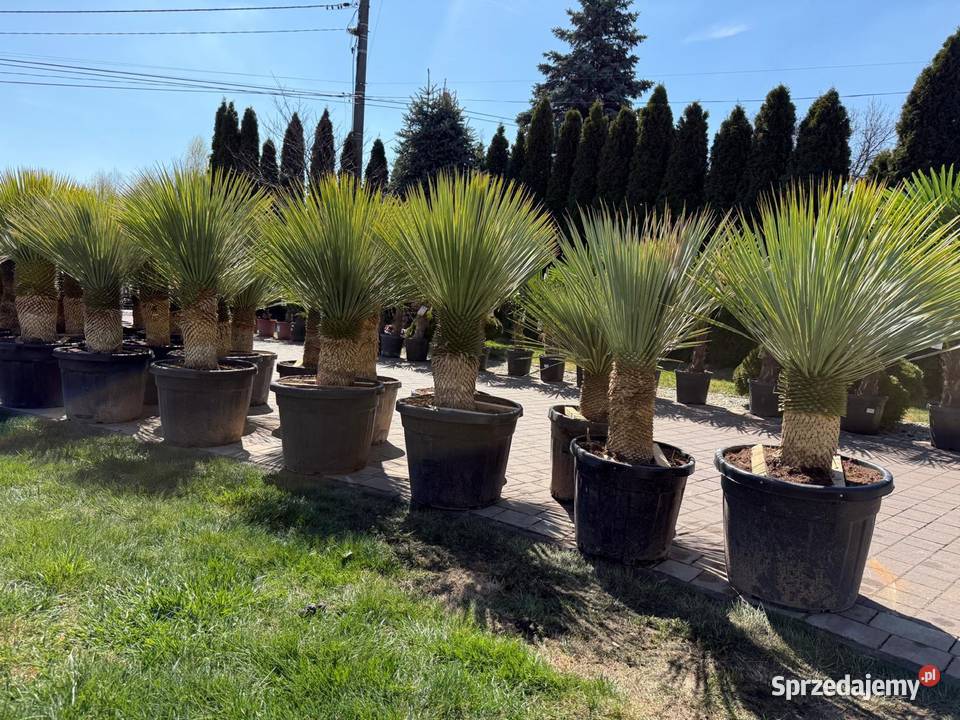 Yucca Rostrata juka Rostrata mrozoodporna do sprzedam