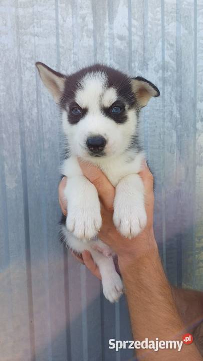 Zapowiedź Rasa Husky Siberian Męcina