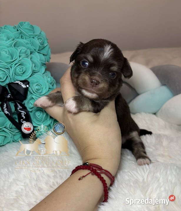 Chihuahua piesek długowłosy tricolor czekoladowy Bełchatów
