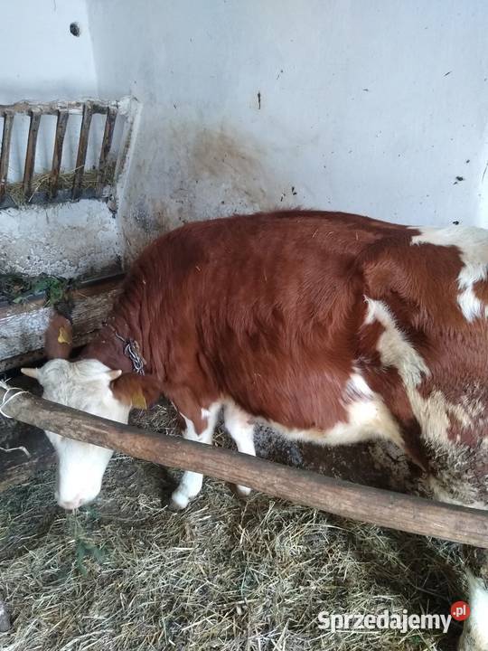 Sprzedam cieliczke Bydło podkarpackie Sędziszów Małopolski