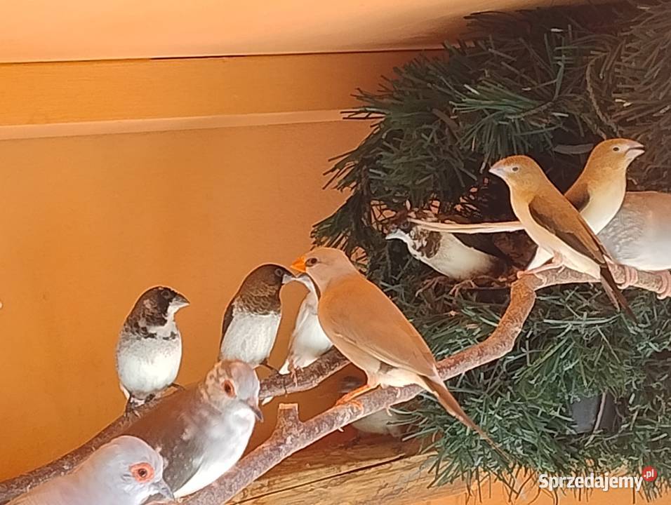 Srebrodziobki afrykańskie para Blachownia sprzedam