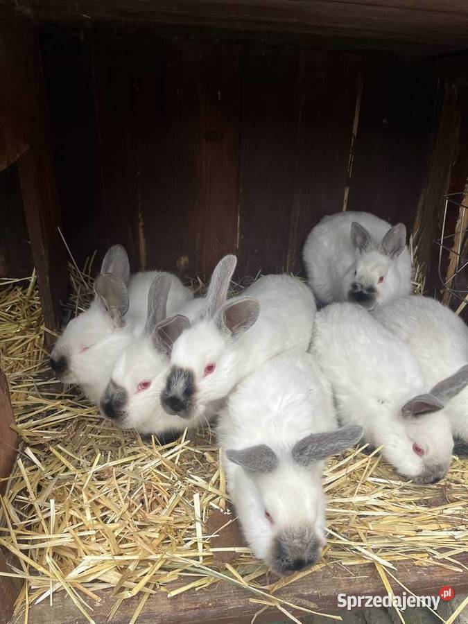 Kalifornie młode Sławin sprzedam