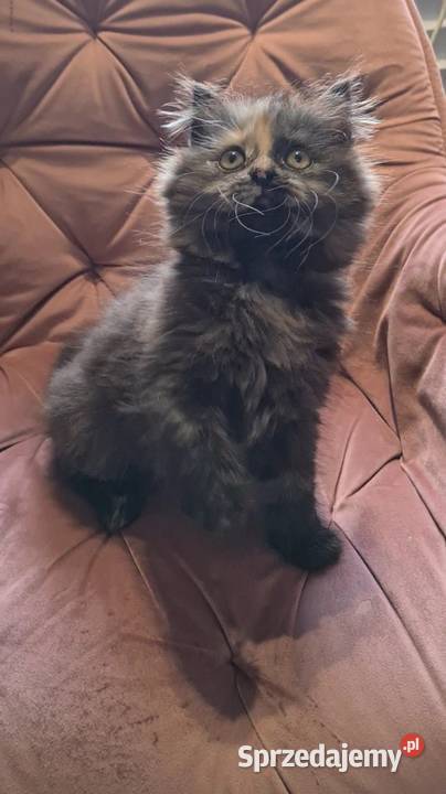Maine Coon kotka Polesie Mikułowskie