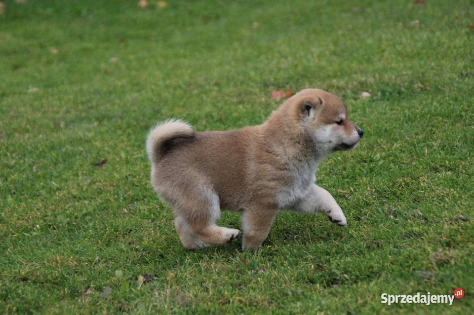 Szczeniak Shiba Inu odbiór listopad 2024 ZKwPFCI Pozostałe Rzeszów