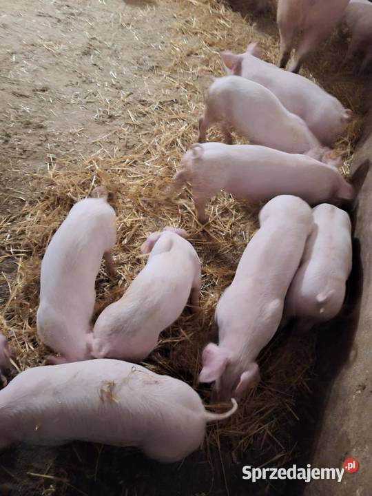 Sprzedam prosięta rolnika świętokrzyskie