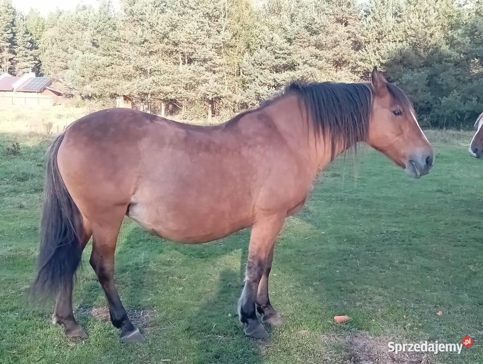 Sprzedam klacz Pogrubianą Radawa