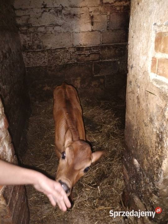 Cieliśa Jersey Różanka sprzedam