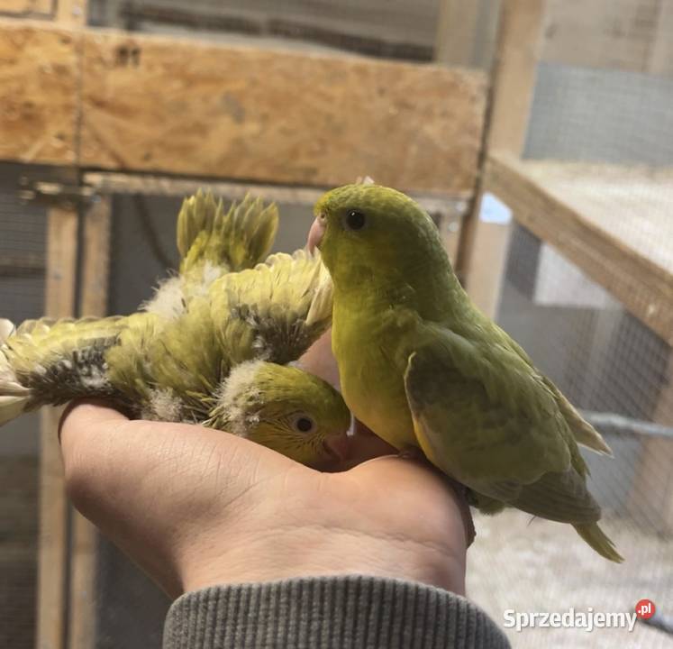 Stokówki Prążkowane Katarzynki