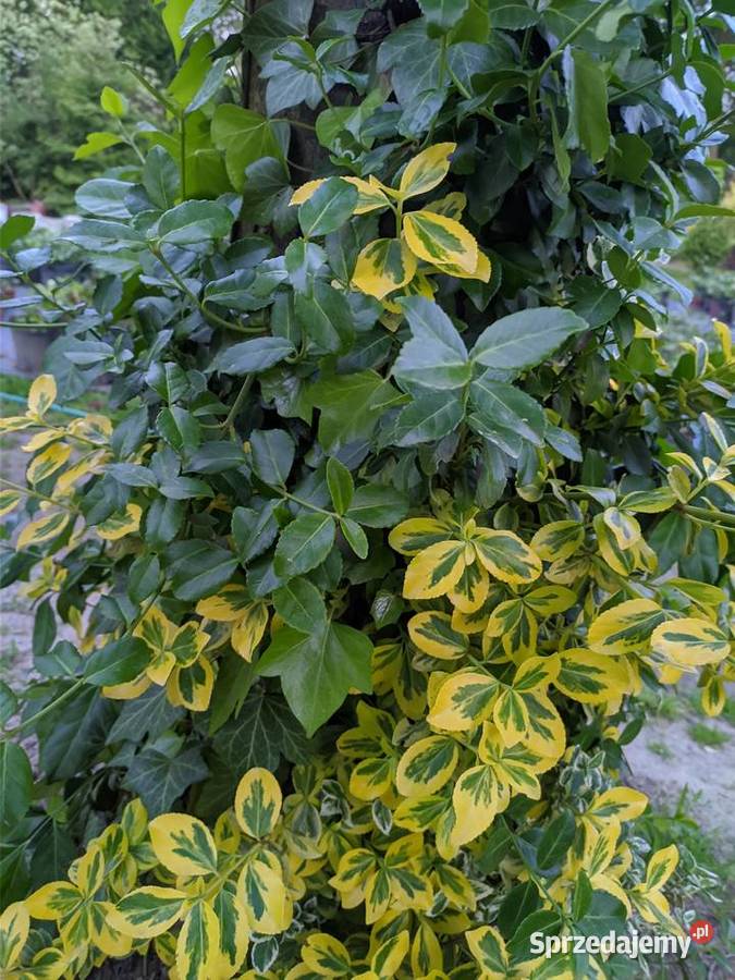 Trzmielina Zielona pnąca duże sadzonki Lublin