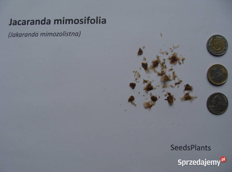JAKARANDA MIMOZOLISTNA Jacaranda mimosifolia Lubanie