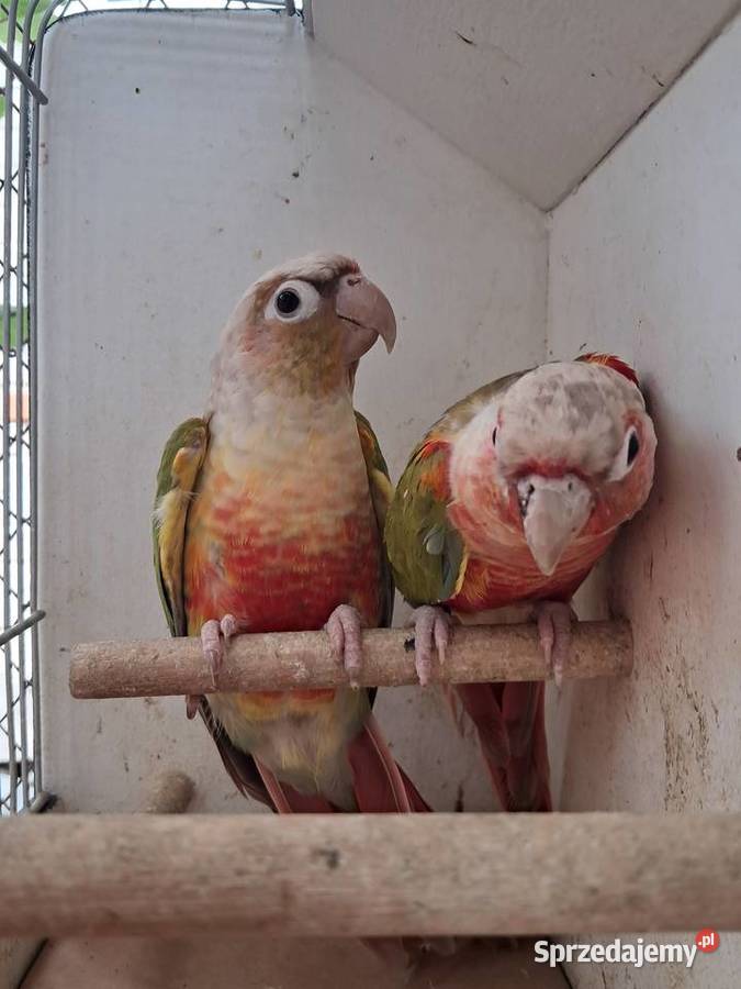 RudosterkaRudosterki Zwierzęta