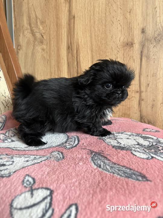 Piesek pekińczyk Lipsko sprzedam