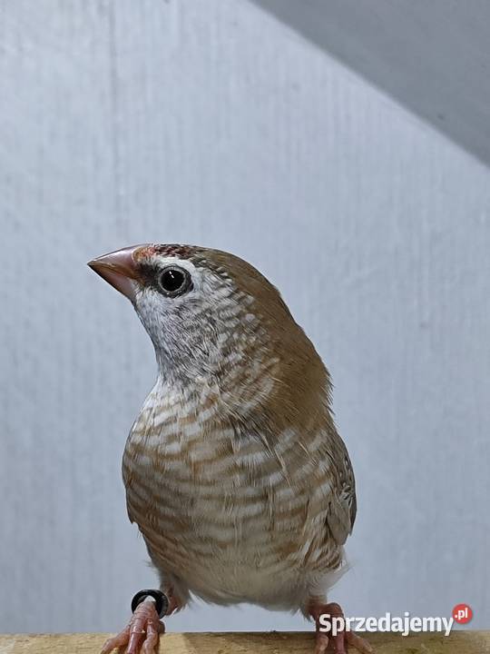 Czereszka Zebrzyk samica beżowa 2025 Myślenice