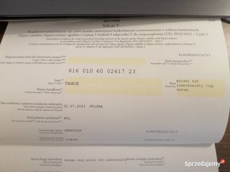 Ogierek sztumski kasztan do hodowli do programu Orzysz sprzedam