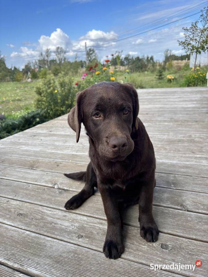 Labrador Czekoladowy szczenię Piekary