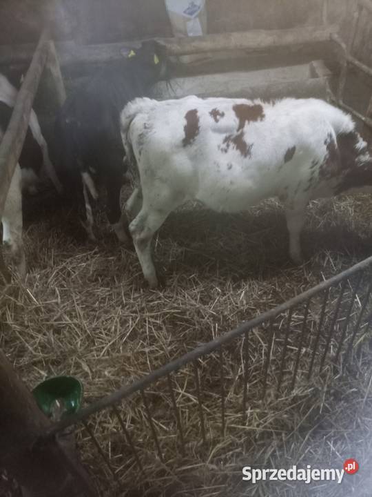 Sprzedam byczki Ostrów Wielkopolski