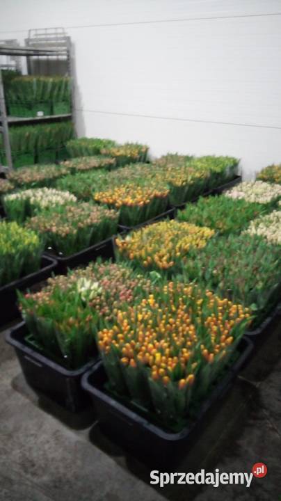 Tulipan cięty na 8 marca Częstochowa