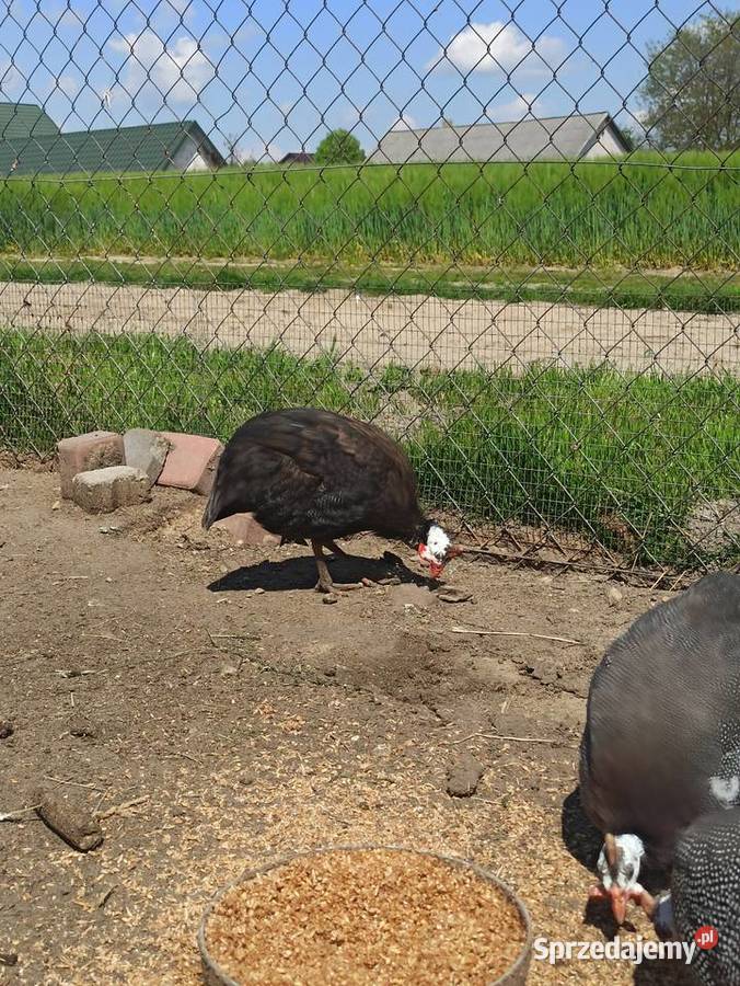 Jaja lęgowe perliczek pantarek Krasnystaw