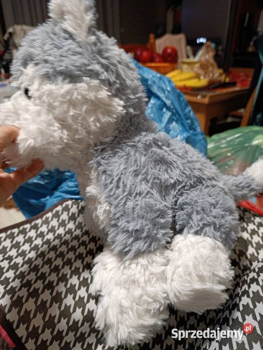 pies maskotka pluszak zabawka pluszowa Poznań