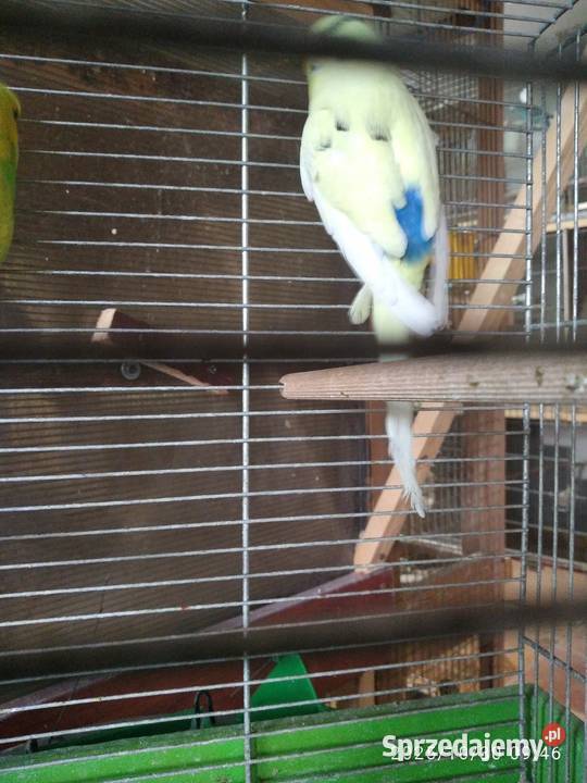 Papugi faliste akeksandretty Rybnik