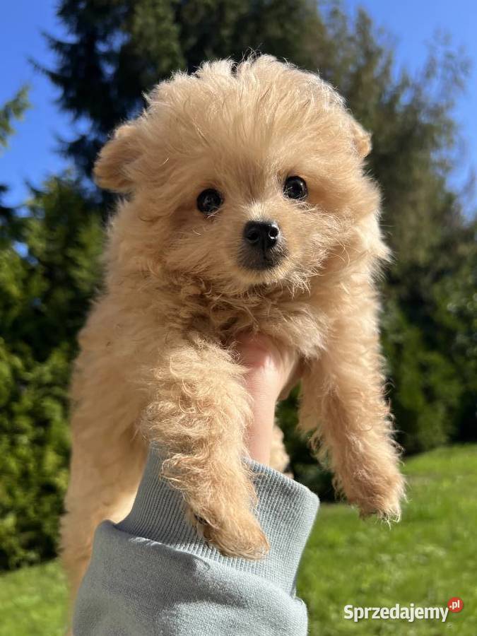 Piesek Pomapoo Miniaturka puchaty miś pies z Toruń