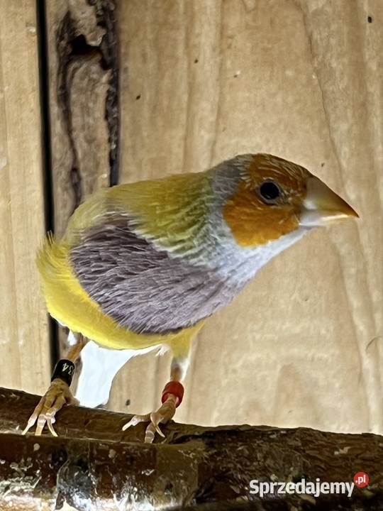 Amadyna wspaniała samiec 2025r Ruda Śląska