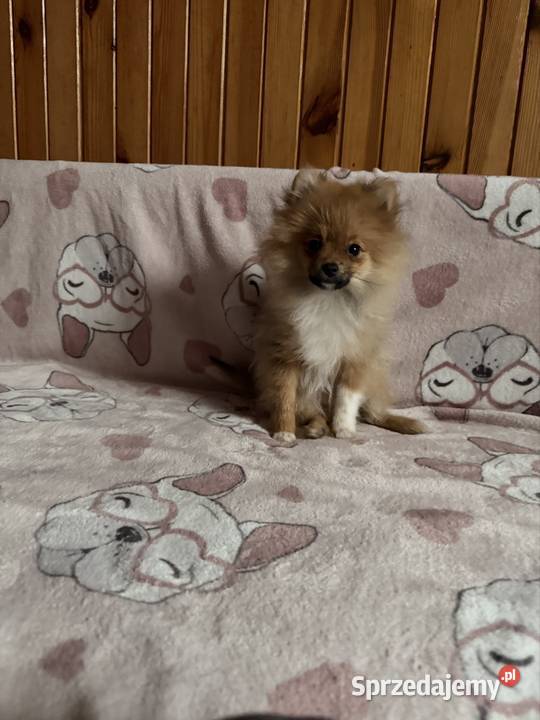 Szpic Miniaturowy pomeranian komplet szczepień Częstochowa