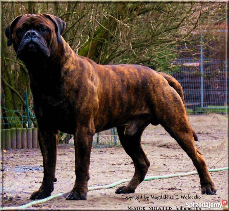 Bullmastiff Lublin