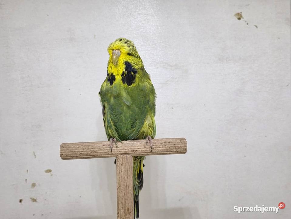 Faliste Wpf para Sieradz