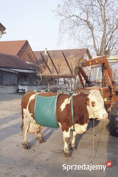 Podnośnik temblakowy bydła VV1049