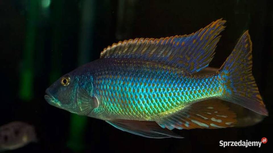Champsochromis spilorhynchus WYSYŁKA NA TEREN Gdańsk sprzedam
