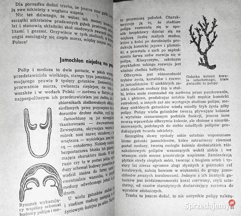 Zwierzęta z rodowodem Zuzanna Stromenger Chełm