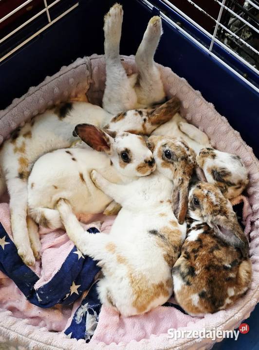 Królik Karzelek Mini Rex trójbarwny Katowice