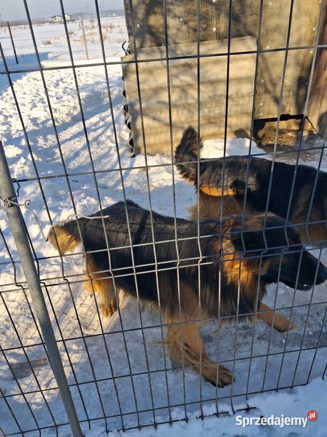 Owcxarki niemieckie Wyszków