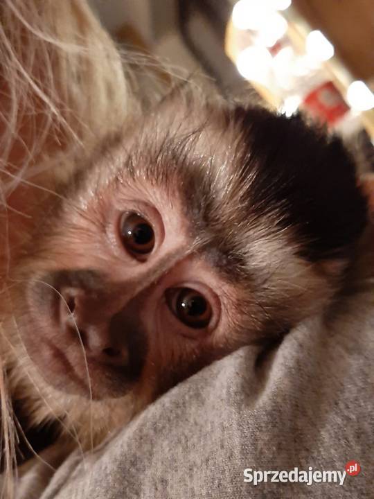 Oswojone, młode Małpki Kapucynki - Kapucynka czubata [Cebus apella] Katowice