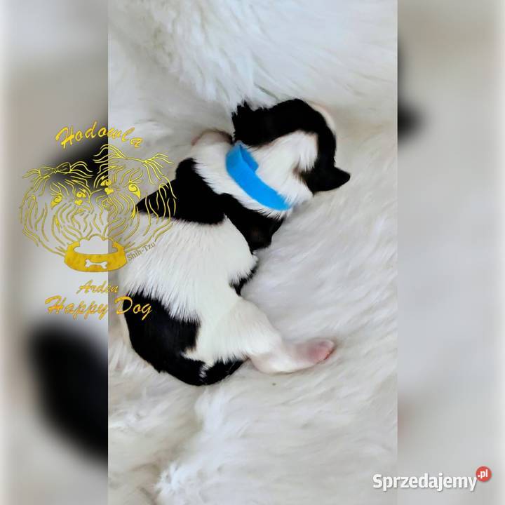 Szczenięta shih tzu z genem blue śląskie Zawiercie sprzedam