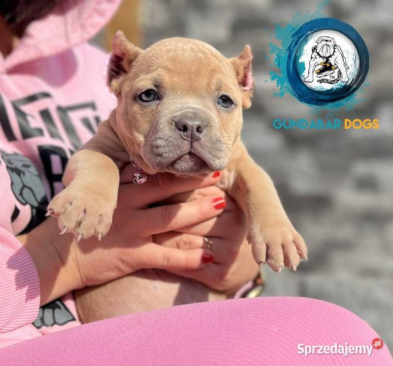 American Bully Suczka ABKC Koło