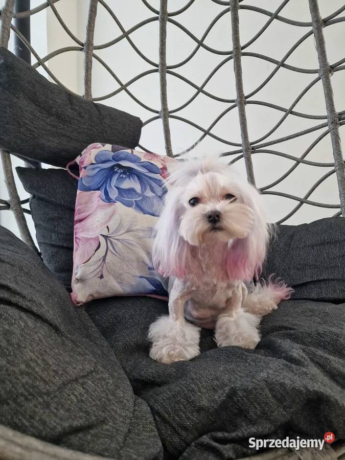 Xxs sunia maltanczyk z rodowodem