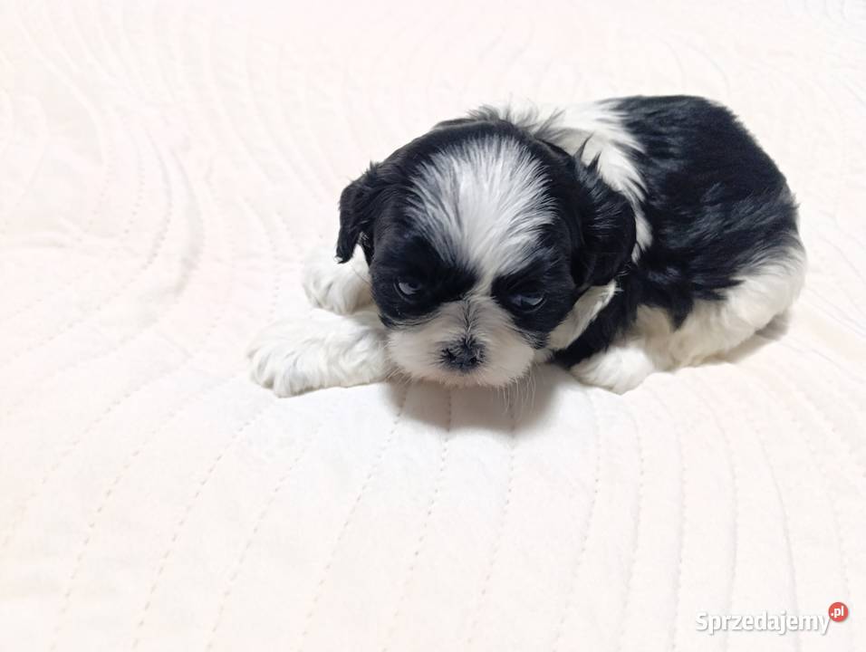 Shih tzu rodowód Wieluń