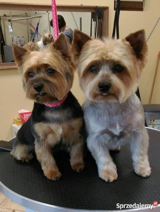 Fryzjer psa strzyżenie psów Salonik Pupilek Legnica sprzedam