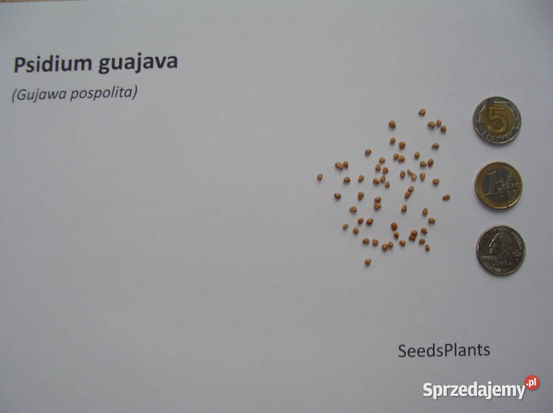 GUJAWA POSPOLITA Psidium guajava NASIONA 1000 kujawsko-pomorskie Lubanie