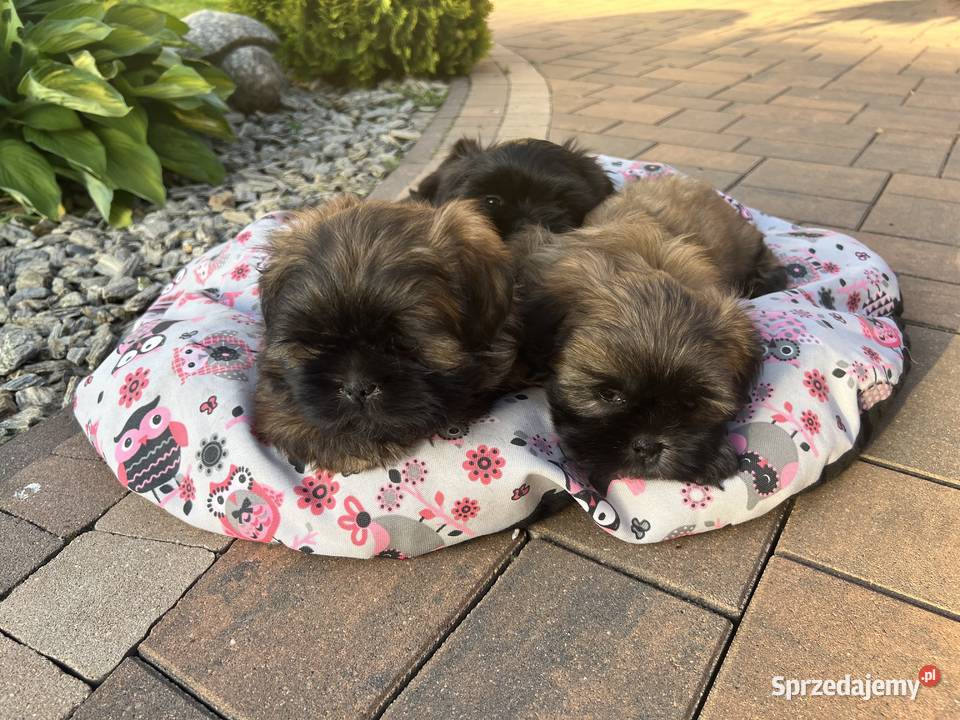 Shih tzu szczeniaczki Poddębice