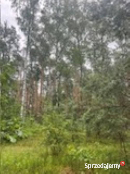 Działka budowlana Polany Aleksandrów Warszawa