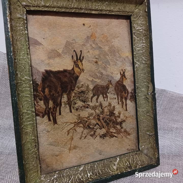 Kozice w wysokich górach Wrocław