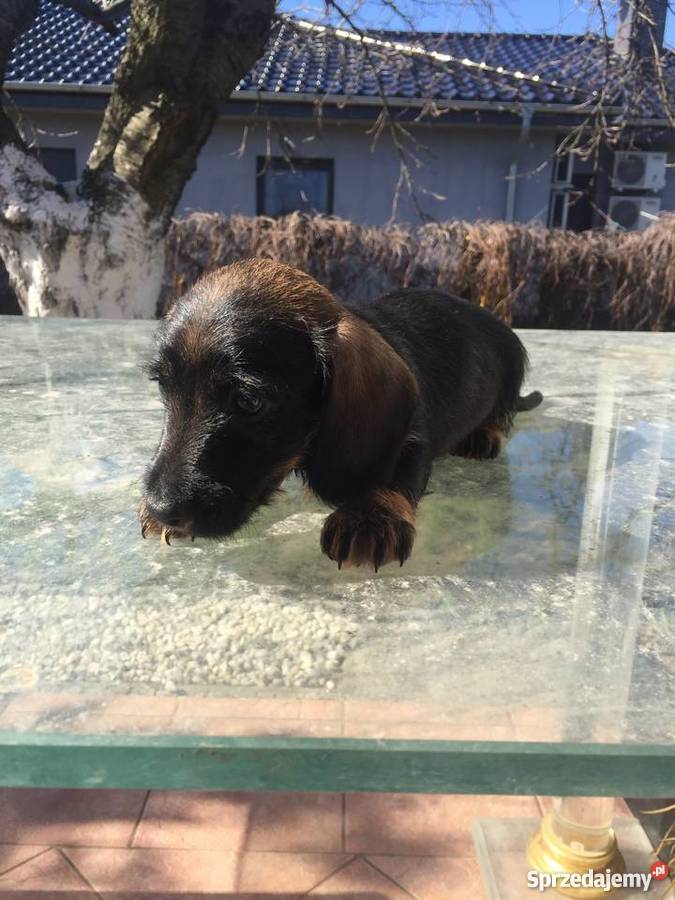 Jamnik szorstkowłosy króliczy