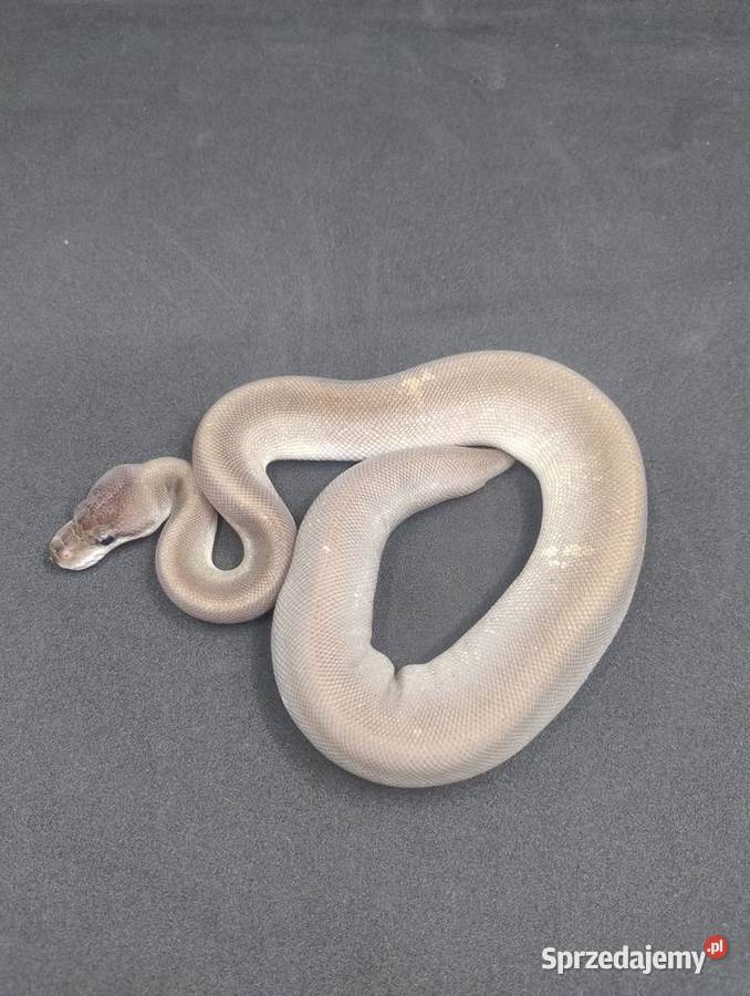 Pyton Królewski samiec Super Cinnamon Mojave Jelenia Góra sprzedam